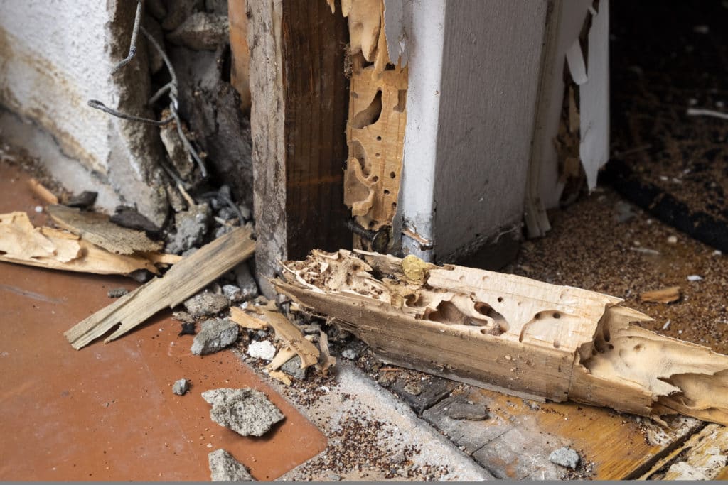 Diagnostic termites Diagnostics immobiliers Vendée Diagnocéan